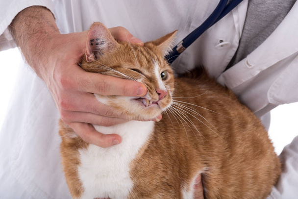 Chat à la clinique vétérinaire
 - Photo, image