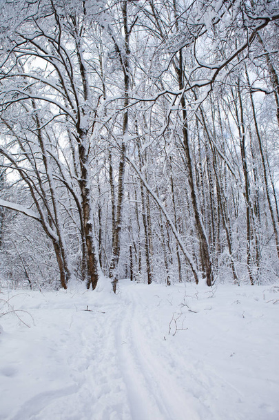 winter forest in snow - Fotó, kép