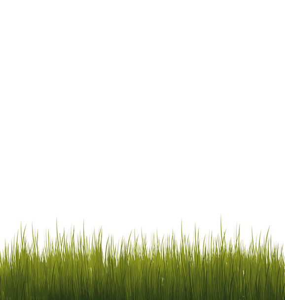 Green grass isolated on white background - Φωτογραφία, εικόνα