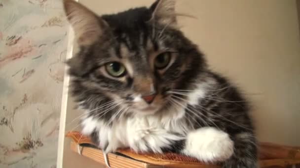 Affectionate fluffy cat - Video