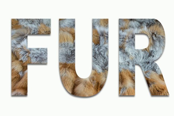 FUR red fox fur in a font trained - 写真・画像