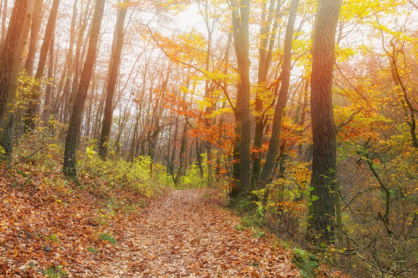 Ηλιόλουστο φθινόπωρο δάσος στην Ουγγαρία στα βουνά Bakony - Φωτογραφία, εικόνα