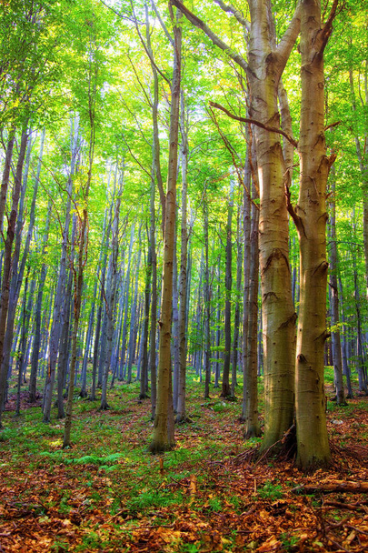 Bos in Bukk in Hongarije, net voor de herfst - Foto, afbeelding