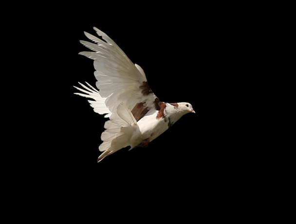 Pigeon - Photo, image