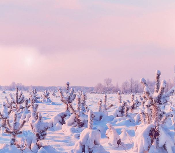  Donmuş orman. Kış manzarası. Karla kaplı ağaçlar.  - Fotoğraf, Görsel