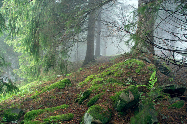 Bela montanha florestal no verão
 - Foto, Imagem