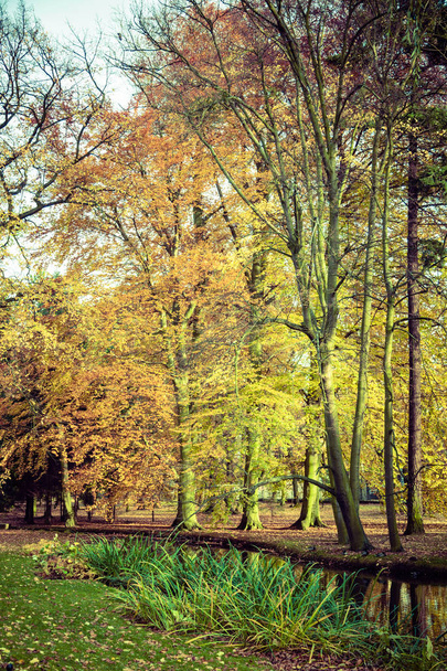 Colorful autumn in park. - Foto, immagini
