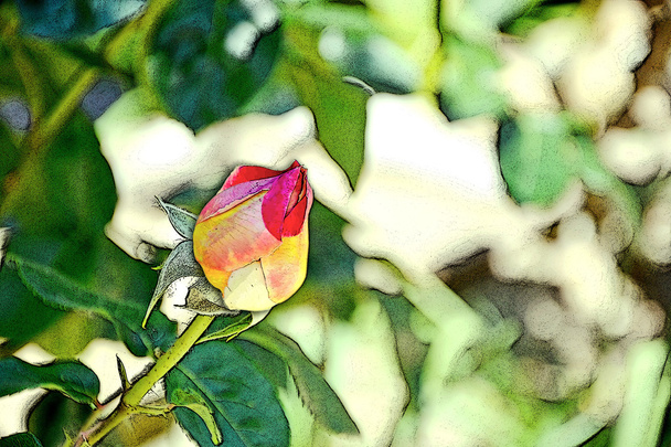 színes rózsabimbó - Fotó, kép