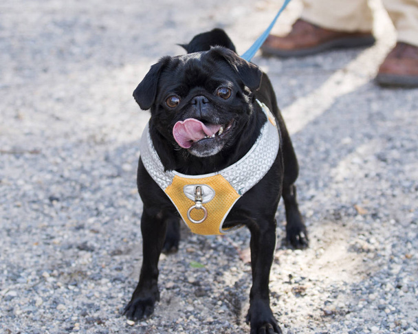 Счастливая собака с большим языком
 - Фото, изображение