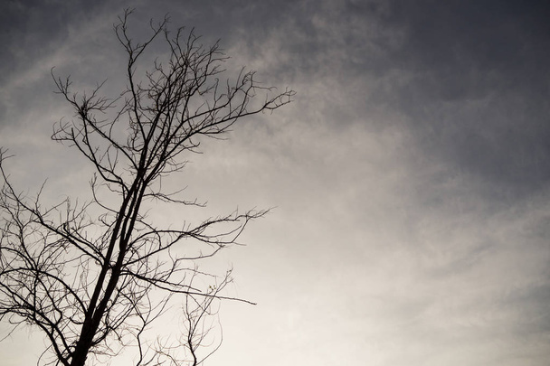 Dead trees on the sky overcast. - Photo, Image