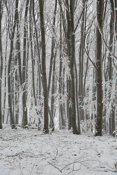 Winter snowy forest - Photo, image