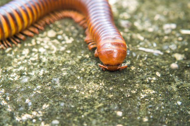 Millipede walking on the road. - Photo, Image