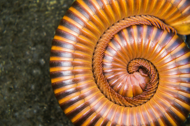 Millipede curled up on the ground. - Photo, Image