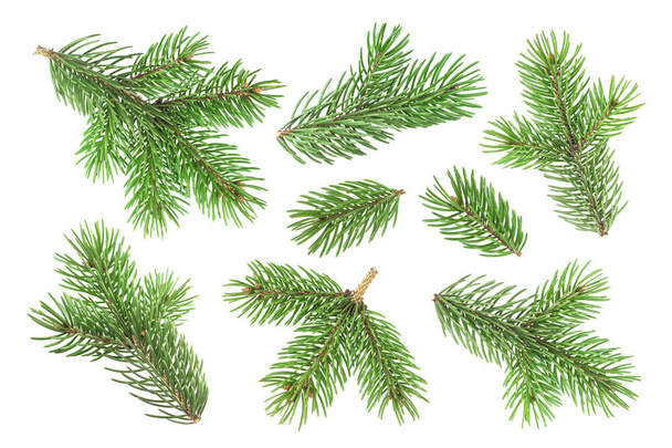 Fir tree branch isolated on white background - Photo, Image
