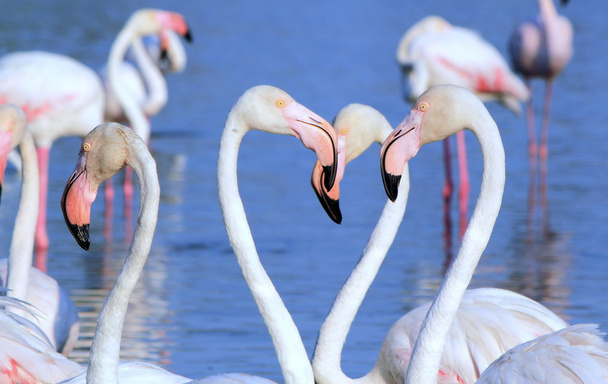 witte Flamingo 's - Foto, afbeelding