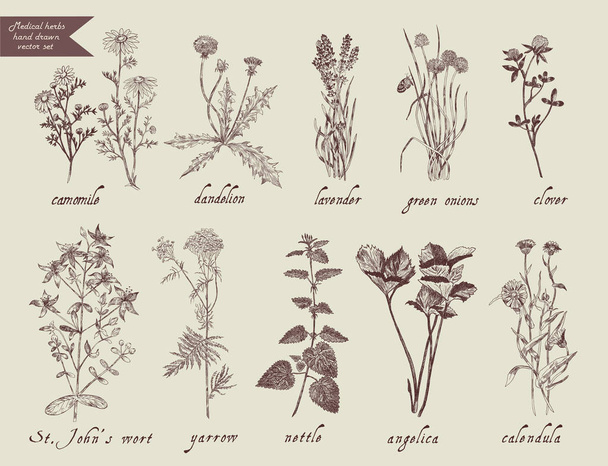 Medical herbs set. Hand drawn design. - Vettoriali, immagini