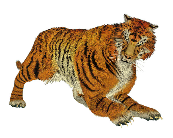 lov tygrů - Fotografie, Obrázek