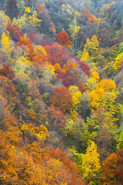 Luchtfoto van een kleurrijke bossen in de herfst - Foto, afbeelding