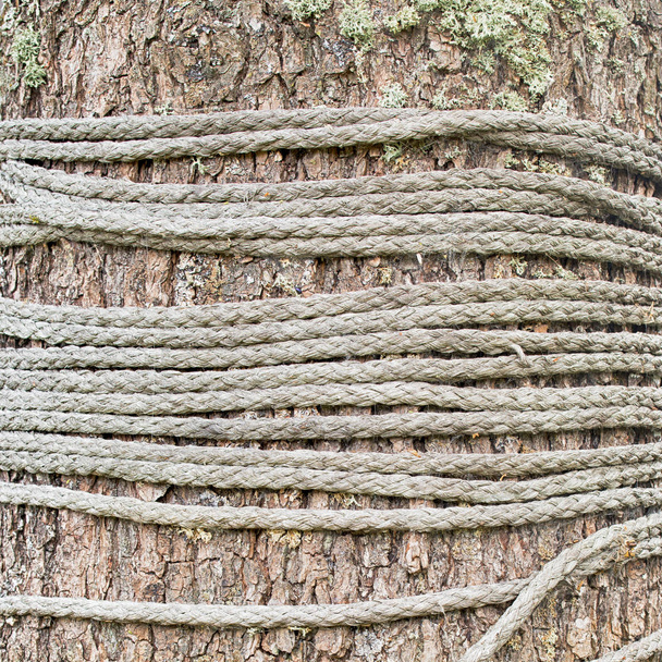 corda amarrada em torno de uma árvore
 - Foto, Imagem