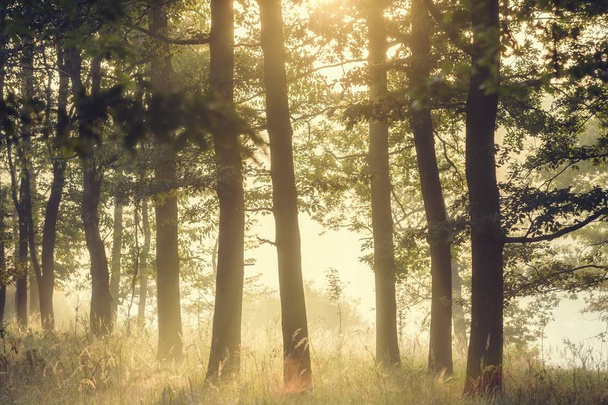 mistig bos in de vroege ochtend - Foto, afbeelding