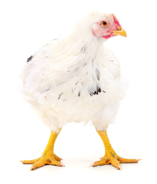 white hen isolated. - Photo, Image