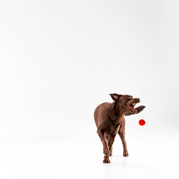 The brown labrador retriever on white - Фото, изображение