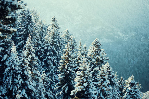 havas fenyő fa jégcsapok - Fotó, kép