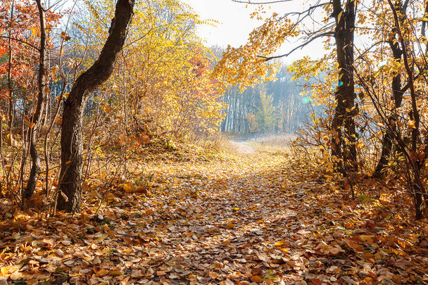 Herbst Wald frostigen sonnigen Morgen. Landschaft. Natur - Foto, Bild