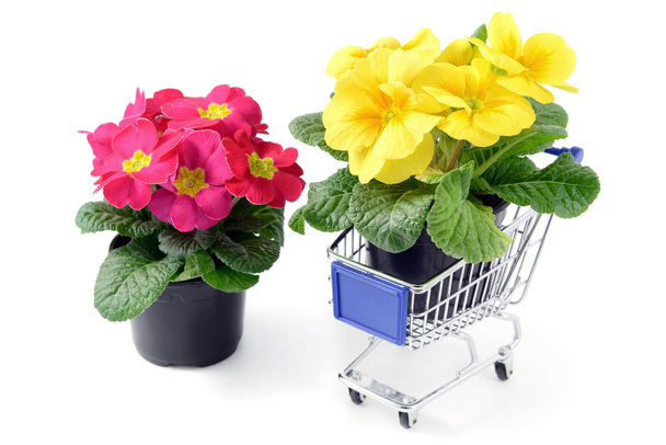 primroses in a shopping cart on isolated background - Foto, afbeelding