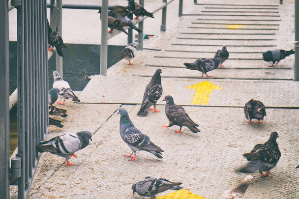 hejno holubů - Fotografie, Obrázek