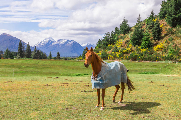 Лошадь в голубой лошадке стоит на лугу
 - Фото, изображение