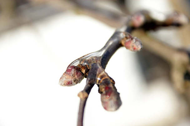 Γκρο πλαν, παγωμένα κλαδιά των δέντρων μηλιάς το χειμώνα. - Φωτογραφία, εικόνα