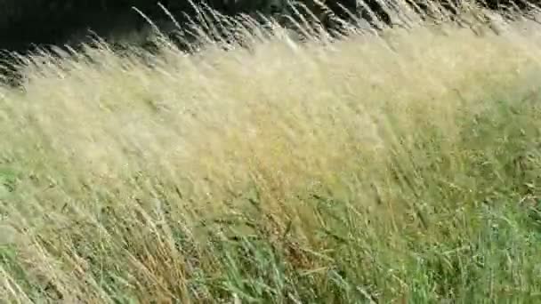 Трава на ветру на реке Гавел (Бранденбург, Германия)
). - Кадры, видео