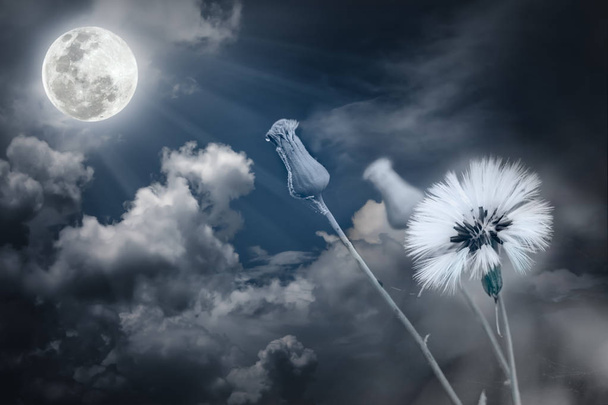 Привлекательное фото цветов с полнолунием и лунным светом ночью
 - Фото, изображение