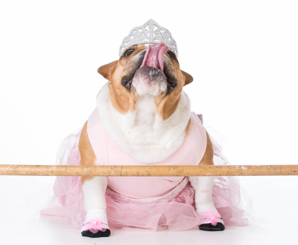 dog dressed like a ballerina - Фото, изображение