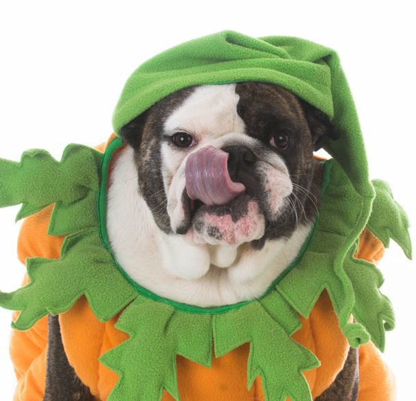 dog dressed like a pumpkin - 写真・画像