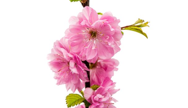 delicate sakura bloemen - Foto, afbeelding