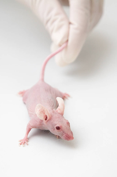 科学者の実験室マウスを保持 - 写真・画像
