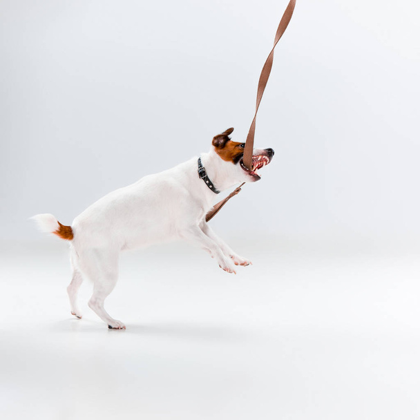 Pequeno Jack Russell Terrier em branco
 - Foto, Imagem