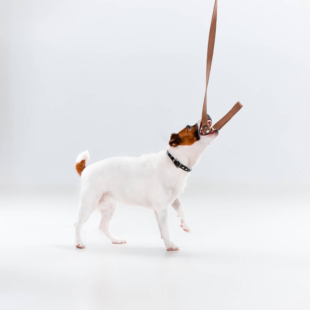 Small Jack Russell Terrier on white - Foto, afbeelding
