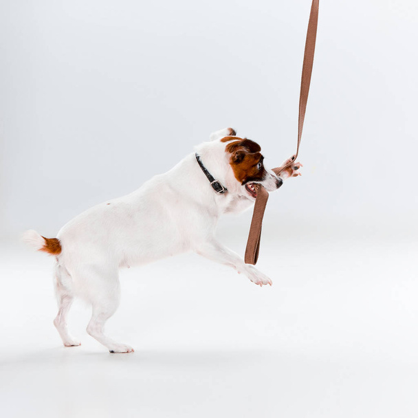 Small Jack Russell Terrier on white - Photo, Image
