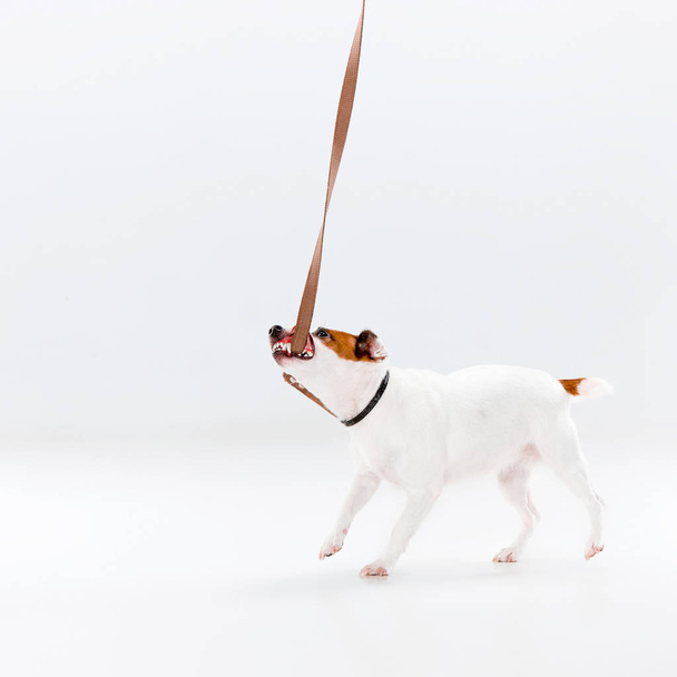 Small Jack Russell Terrier on white - Φωτογραφία, εικόνα