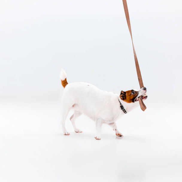 Small Jack Russell Terrier on white - 写真・画像