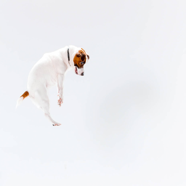 Small Jack Russell Terrier on white - Фото, зображення