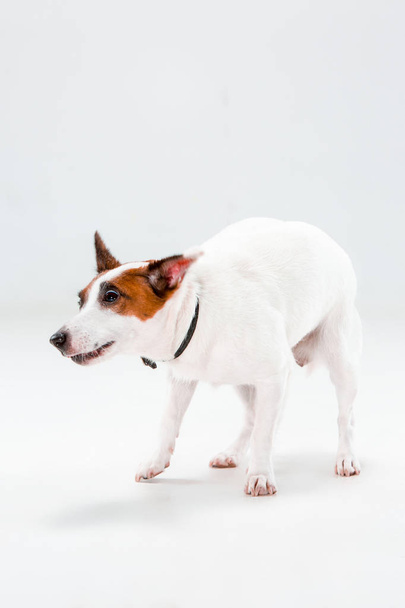 Small Jack Russell Terrier on white - Zdjęcie, obraz