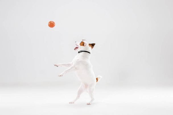 Small Jack Russell Terrier on white - Photo, image