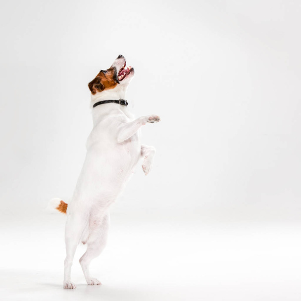 Small Jack Russell Terrier on white - 写真・画像