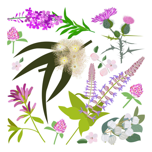 Reihe von Zeichnungen wilder Blumen - Vektor, Bild