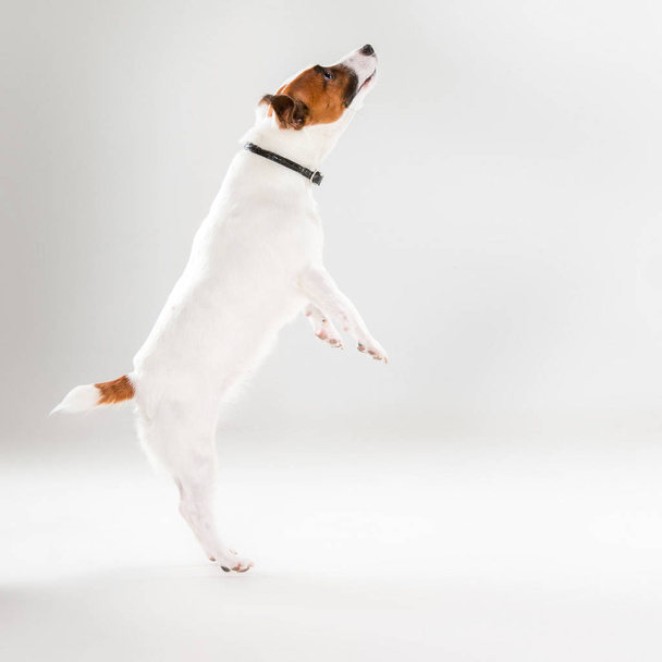 Small Jack Russell Terrier on white - Foto, Imagen