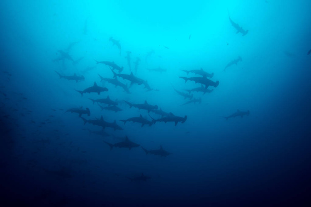 Cocos island hammerhead sharks - Photo, Image